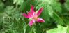 Picture of Geranium oxonianum f thurstonianum