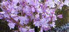 Picture of Scilla hispanica Pink