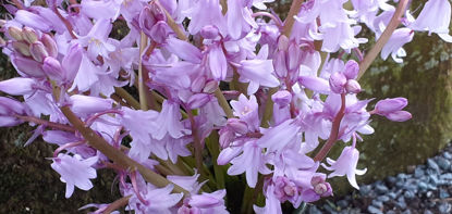 Picture of Scilla hispanica Pink