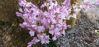Picture of Scilla hispanica Pink