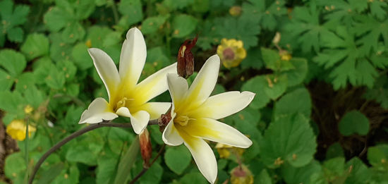 Picture of Sparaxis tri-colour 'Alba Maxima'
