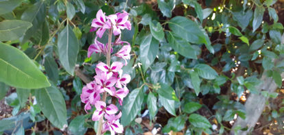 Picture of Francoa appendiculata 'Lilac Bouquet'
