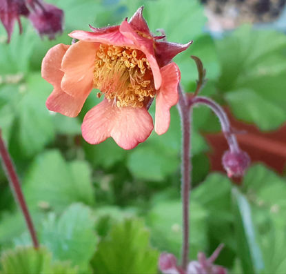 Picture of Geum 'Jess' - peach apricot