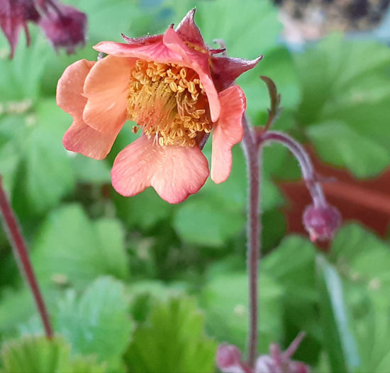 Picture of Geum 'Jess' - peach apricot