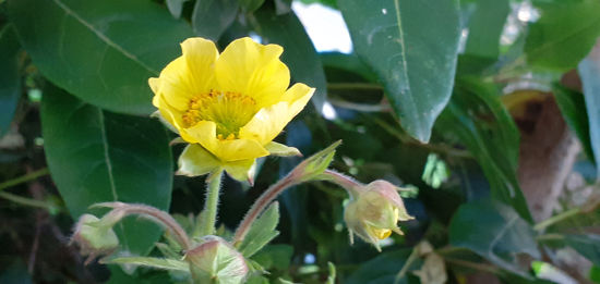 Picture of Geum rivale 'Lemon Drop'