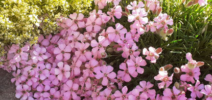 Picture of Saponaria ocymoides