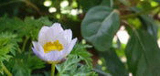 Picture of Adonis brevistylla