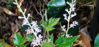 Picture of Astilbe simplicifolia 'Sprite'