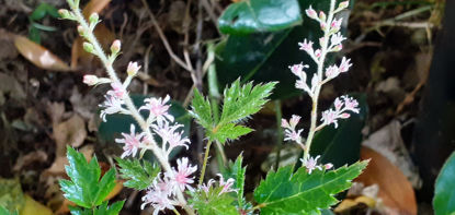 Picture of Astilbe simplicifolia 'Sprite'