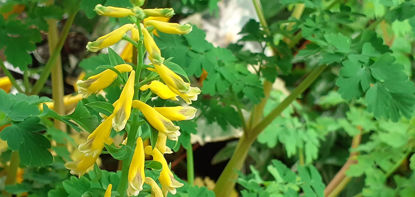 Picture of Corydalis heterocarpa