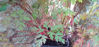 Picture of Geranium Robertianum