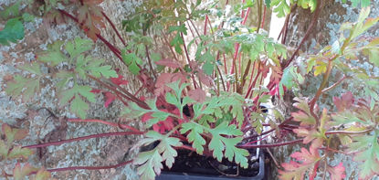 Picture of Geranium Robertianum