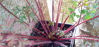Picture of Geranium Robertianum
