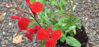 Picture of Salvia x jamensis 'Royal Bumble'