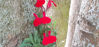 Picture of Salvia x jamensis 'Royal Bumble'