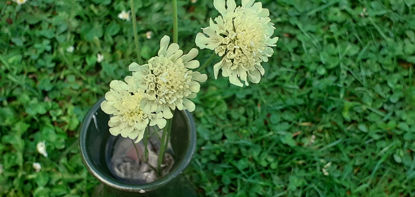 Picture of Scabiosa columbaria subsp. ochroleuca