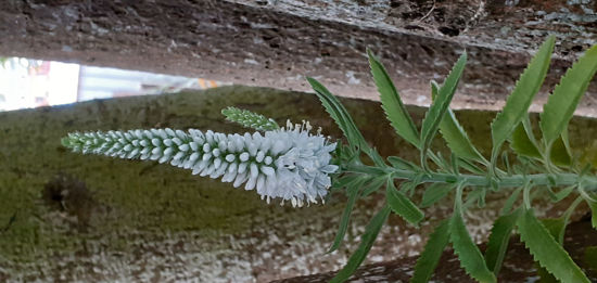 Picture of Veronica spicata alba