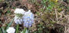 Picture of Muscari 'Peppermint'