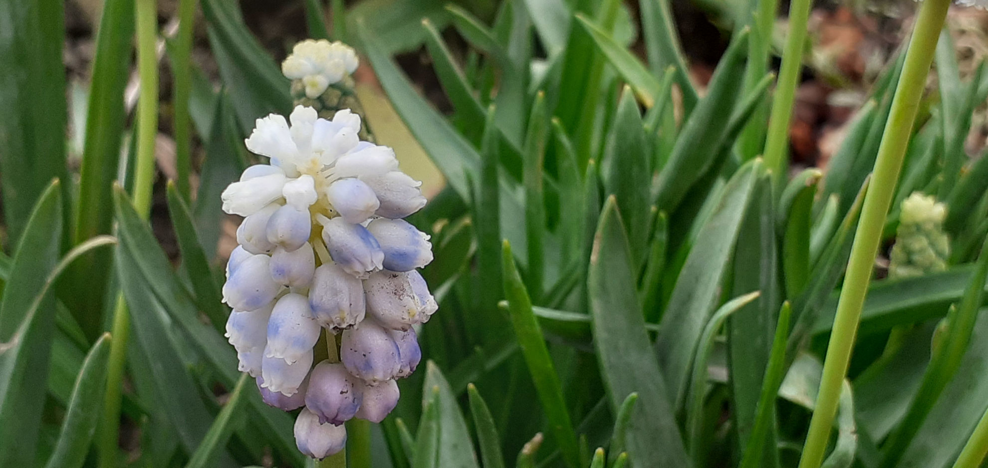 Muscari peppermint wake robin nursery