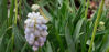 Picture of Muscari 'Peppermint'