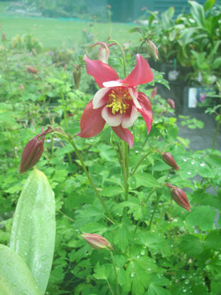 Picture of Aquilegia caerulea'Red Hobbit'