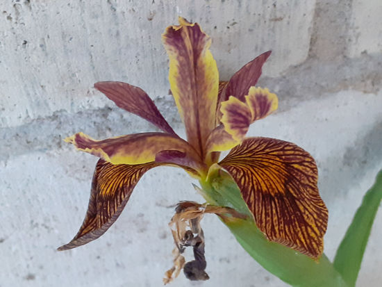 Picture of Iris 'Holden Clough'