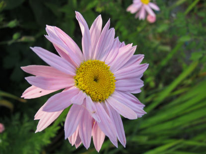 Picture of Tanacetum coccineum 'Robinsons' Pink'