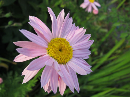 Tanacetum coccineum 'Robinsons' Pink' | Wake Robin Nursery