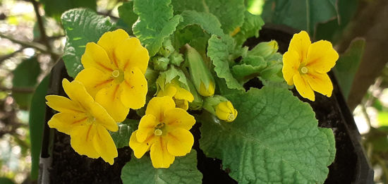 Picture of Primula Victoriana  -yellow form