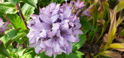 Picture of Campanula glomerata 'Caroline'