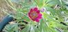 Picture of Anemone multifida 'Rubra'