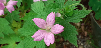 Picture of Geranium x oxonianum 'Frank Lawley'
