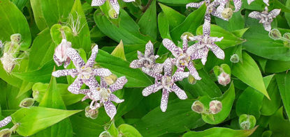 Picture of Tricyrtis hirta - white/purple. Number 8