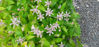 Picture of Tricyrtis hirta - white/purple. Number 8