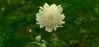 Picture of Scabiosa officinalis