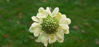 Picture of Scabiosa officinalis
