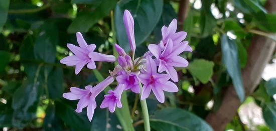 Picture of Tulbaghia Violacea