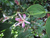 Picture of Tricyrtis formosana variegata - 5 pieces