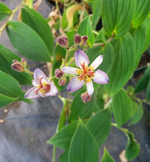 Picture of Tricyrtis tojen 'Taipei Silk'- 5 pieces