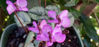 Picture of Cyclamen