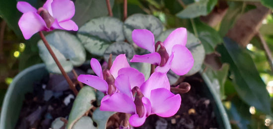 Picture of Cyclamen