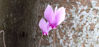 Picture of Cyclamen