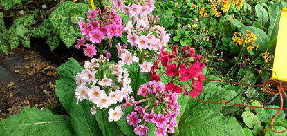 Picture of Primula Japonica mixed - Candelabra variety