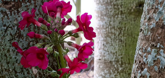 Picture of Primula Japonica 'Miller's Crimson'