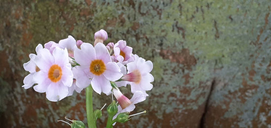 Picture of Primula Japonica 'Apple Blossom'