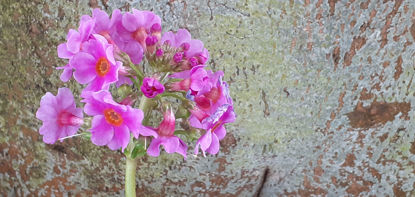 Picture of Primula Japonica - Mid Pink