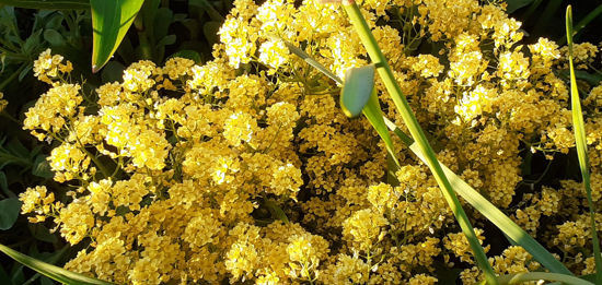 Picture of Alyssum saxatilis 'Dudley Nevill'