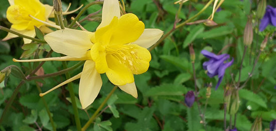 Picture of Aquilegia Chrysantha 'Denver Gold'