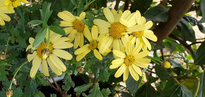 Picture of Argyranthemum 'Harvest Gold'