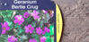 Picture of Geranium 'Bertie Crug'